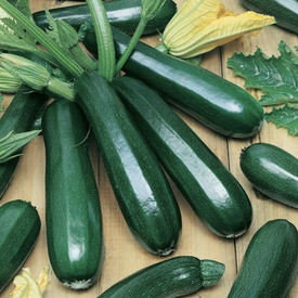 Black Beauty, Organic Zucchini Seeds